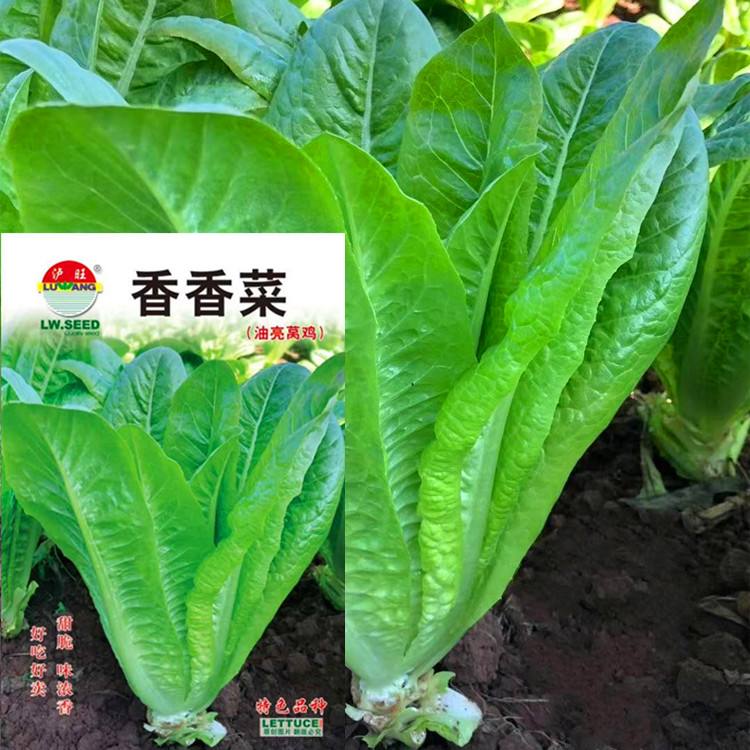 四川蔬菜(四川蔬菜价格信息网)