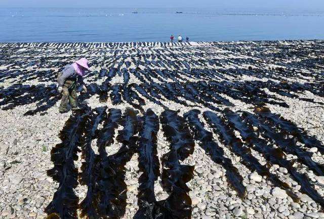 海带产地(海带生产基地)