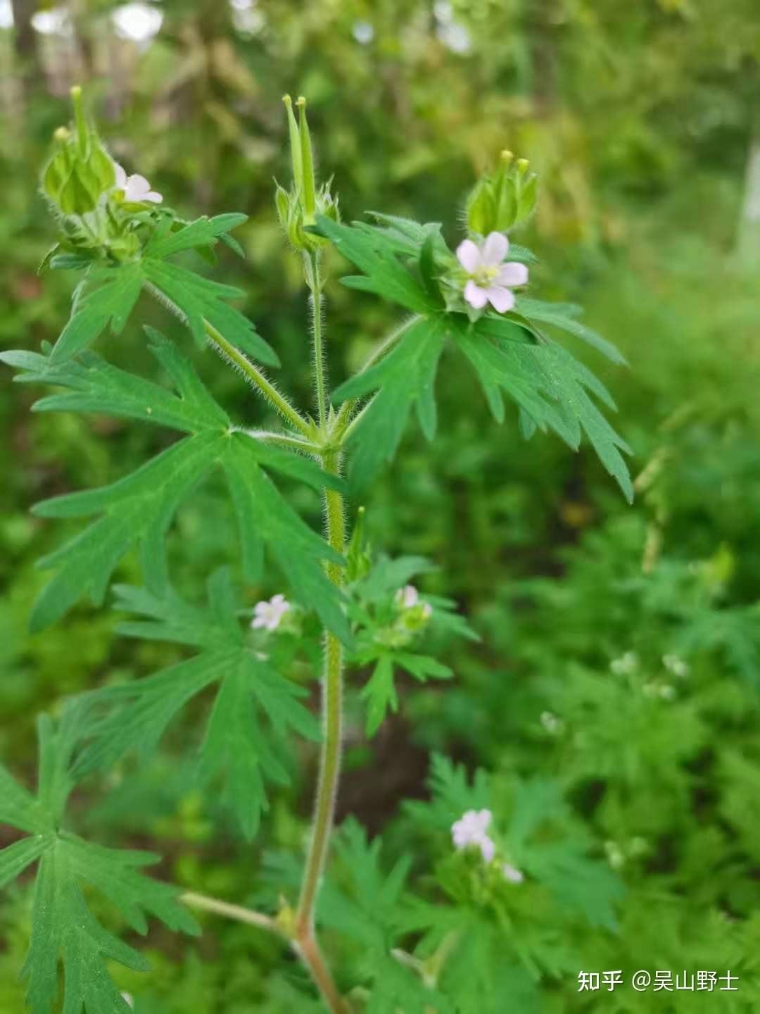 老鸹筋(老鸹筋的别名和图片)