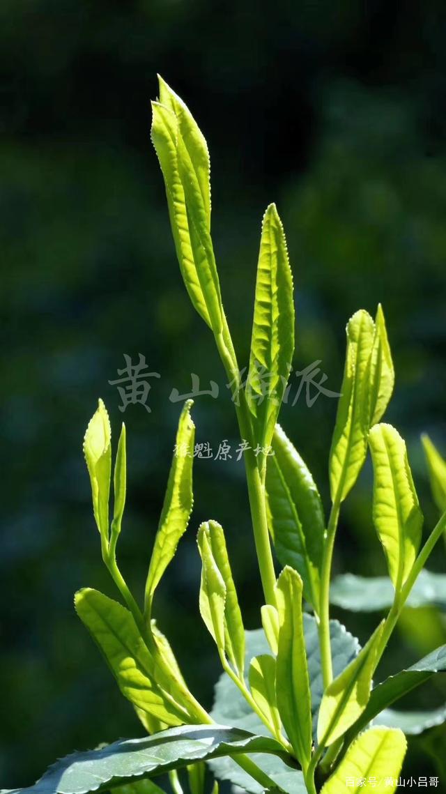 太平猴魁茶(太平猴魁茶属于什么茶)