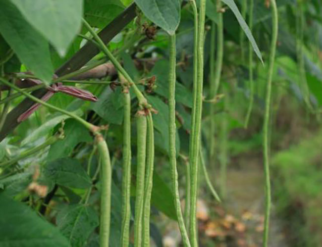 豇豆种植技术(豇豆种植技术与管理视频播放)