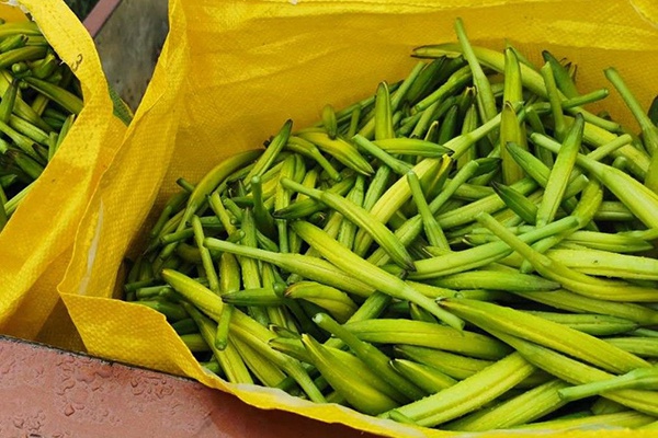 鲜黄花菜(鲜黄花菜的正确食用方法)