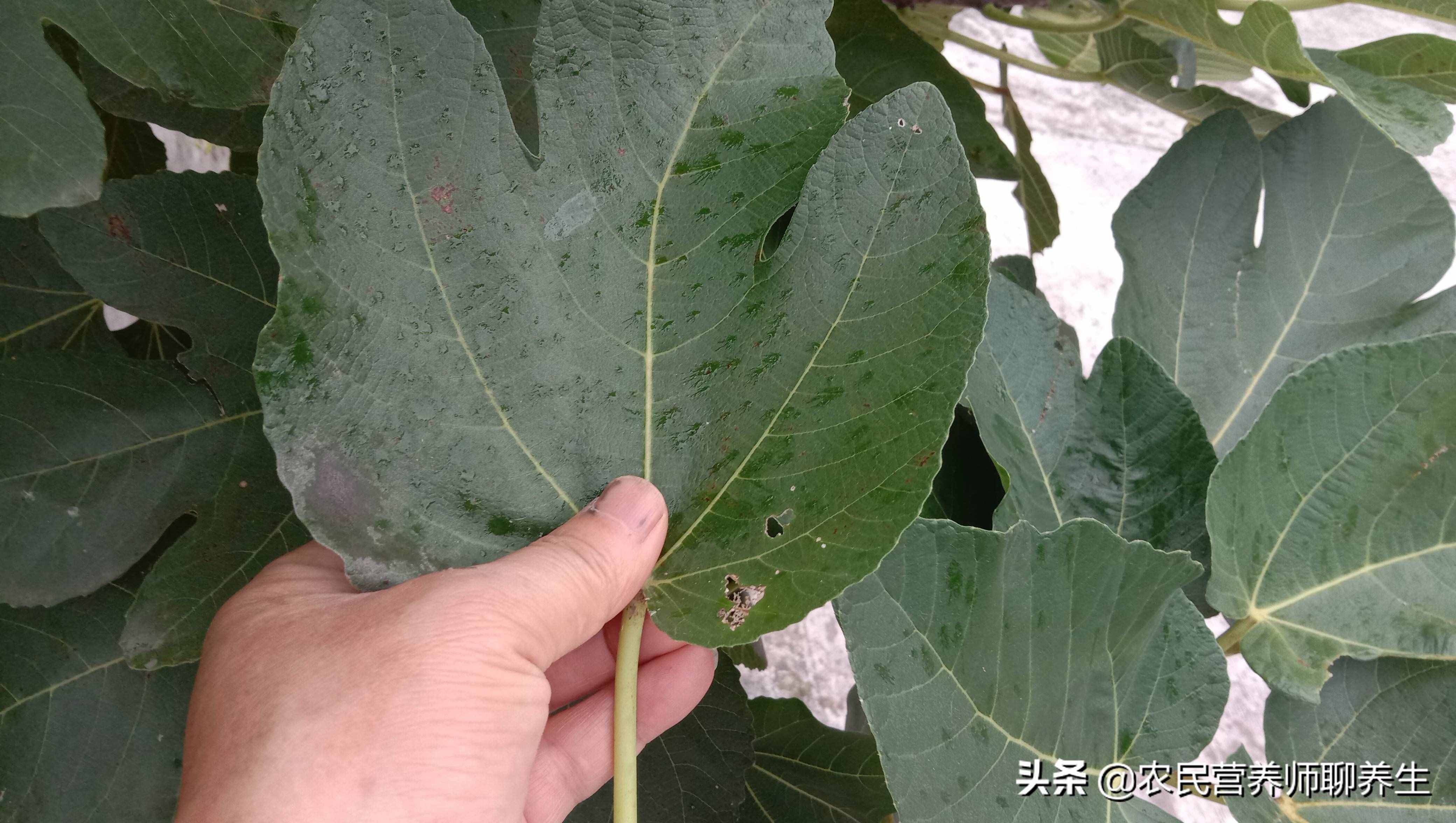 无花果叶的功效与作用(无花果茶有什么功效和作用)