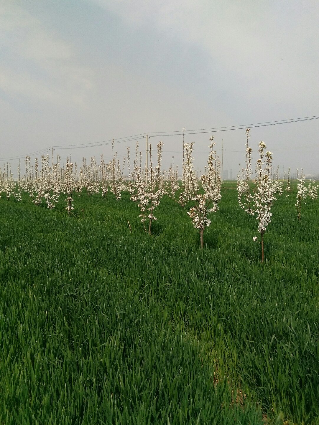 安徽蚌埠适合种植什么(安徽蚌埠适合种植什么姜)