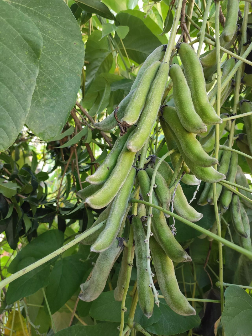 豆子有多少种(豆子有多少种颜色)