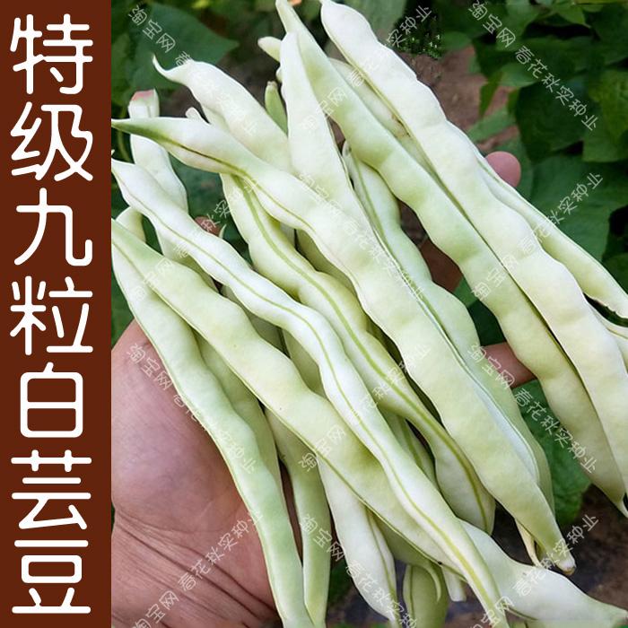 芸豆和豆角的区别(芸豆和豆角哪个营养价值高)