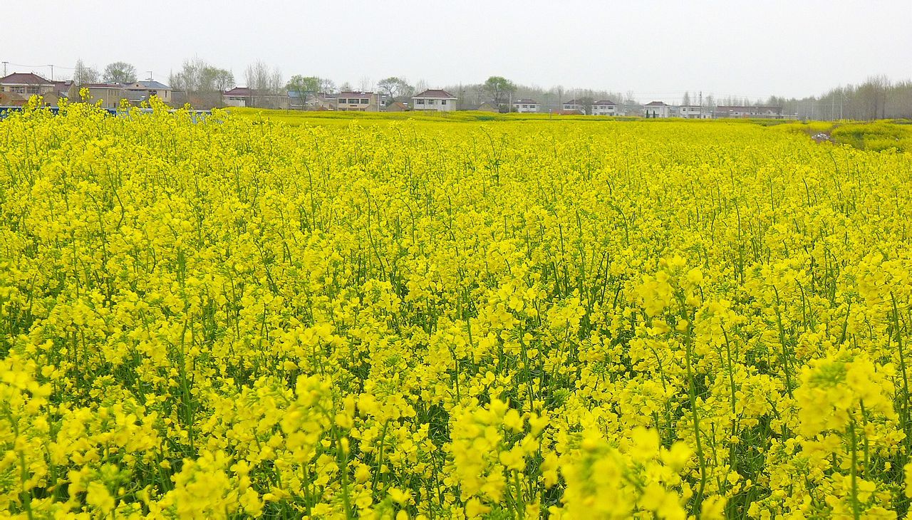 油菜籽产地(菜籽油产地十大排名)