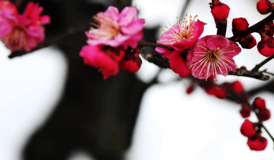 花枝是什么 花枝是什么食材