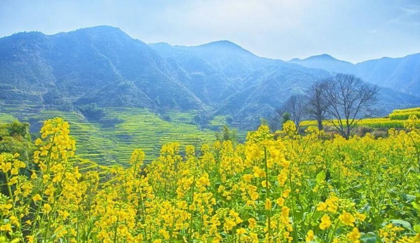 婺源油菜花什么时候开 婺源油菜花最佳观赏时间