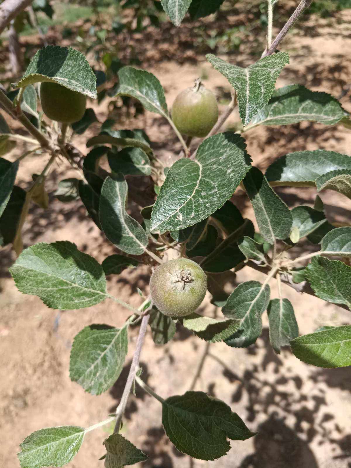 苹果的生长过程 苹果的生长过程视频