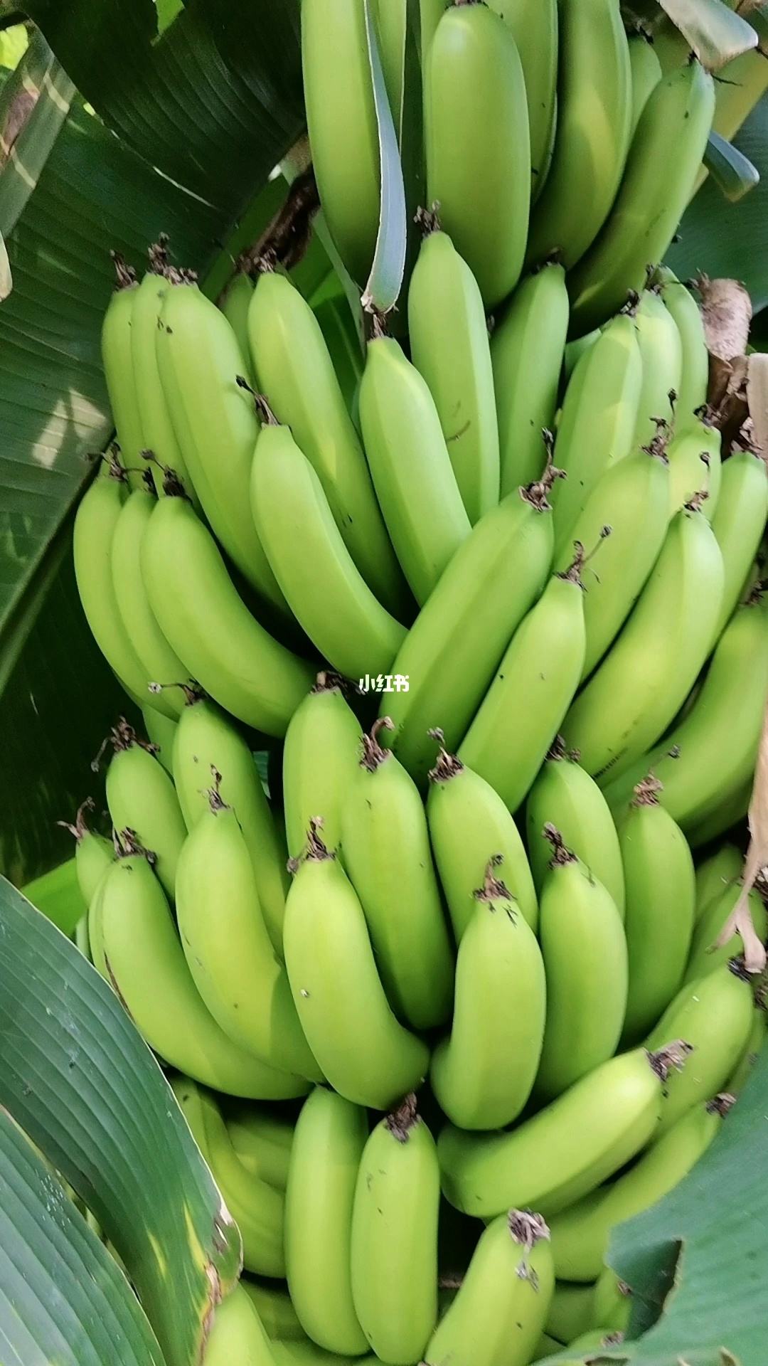 香蕉有没有种子 农村种植什么赚钱最快最稳