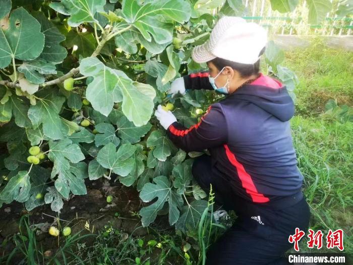 新疆无花果 新疆无花果干价格多少钱一斤