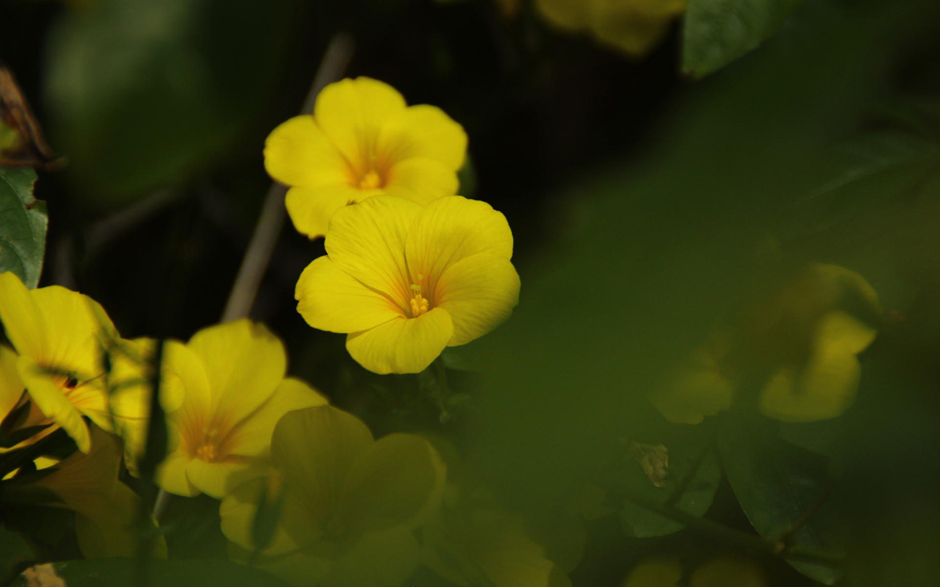 黄花 黄花菜图片