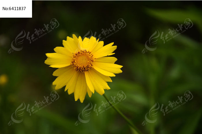 黄花 黄花菜图片