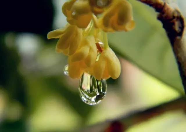 只有桂花香暗飘过 只有桂花香暗飘过歌曲原唱