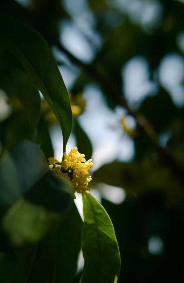 只有桂花香暗飘过 只有桂花香暗飘过歌曲原唱