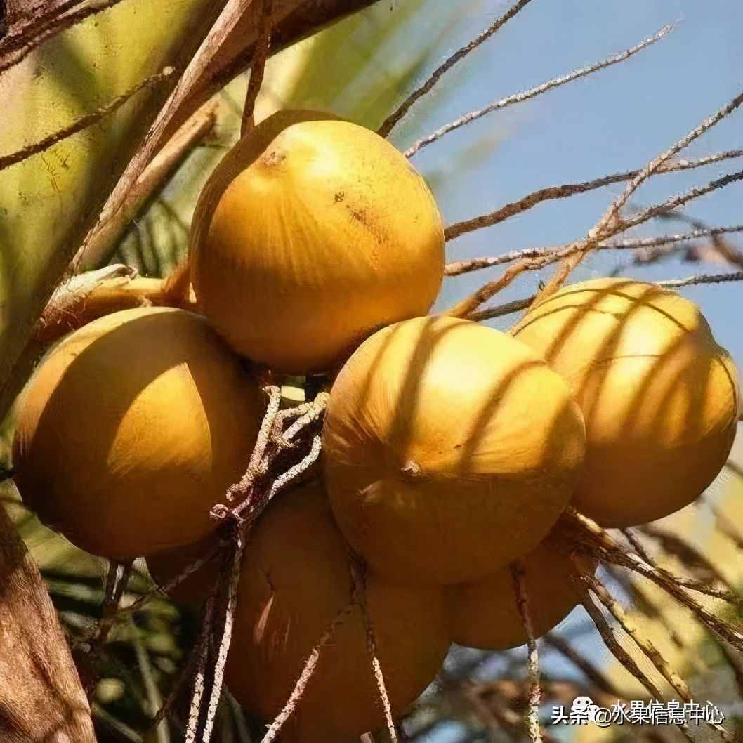 特色水果 广州特色水果