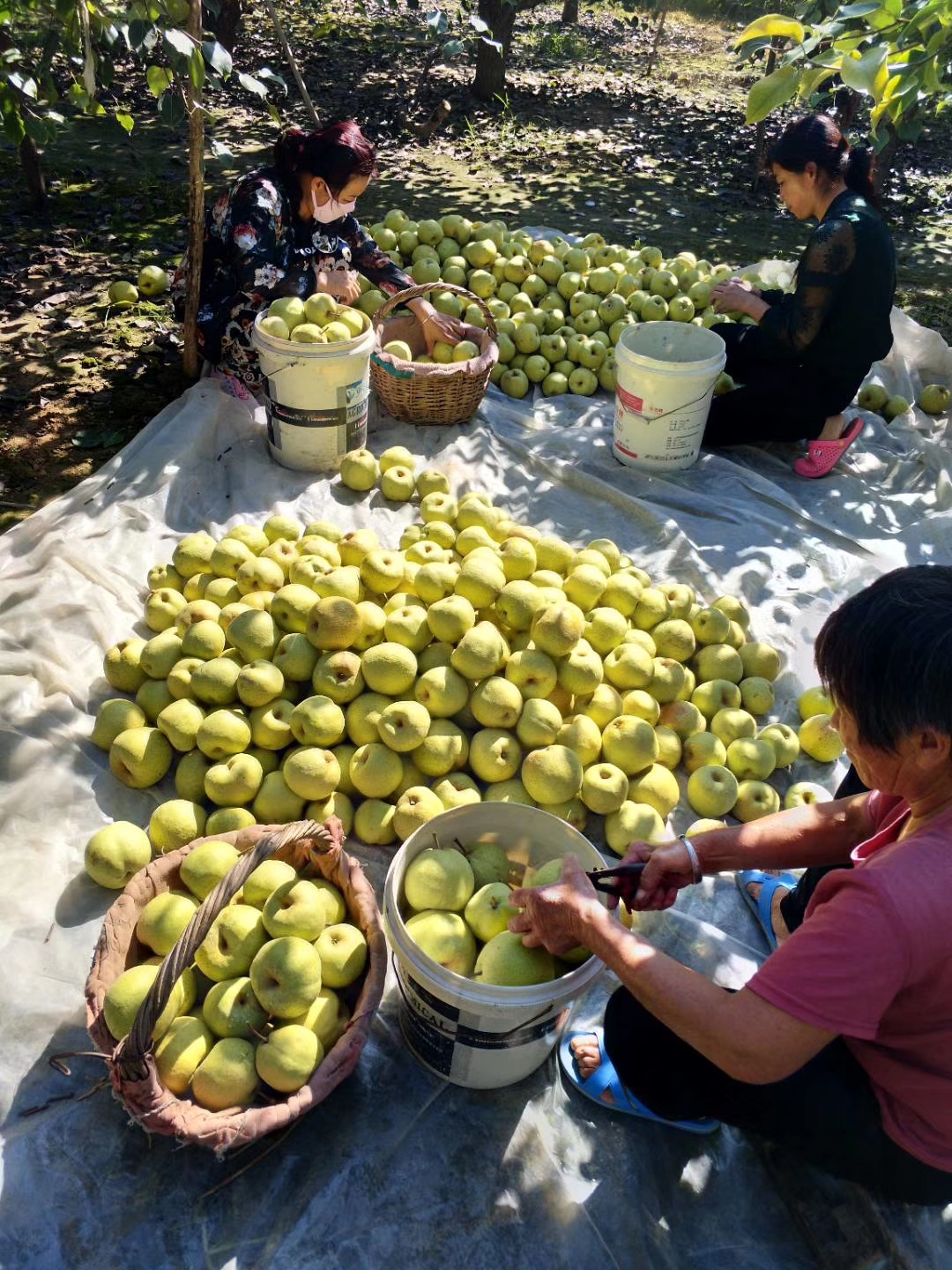 安徽砀山酥梨的介绍 