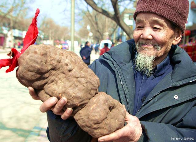 千年何首乌 千年何首乌的真实图片