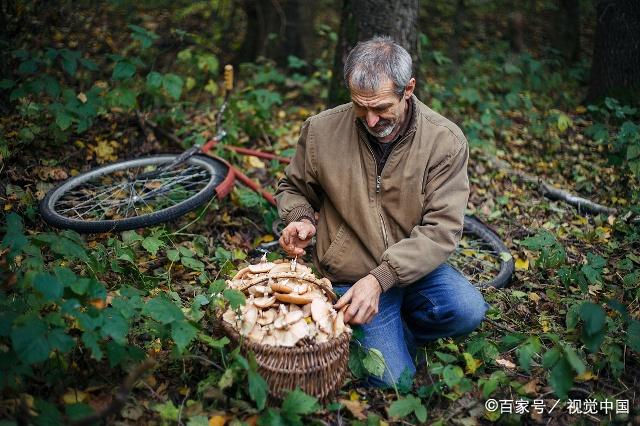 蕈子 蕈子杨万里诗解释领读音频