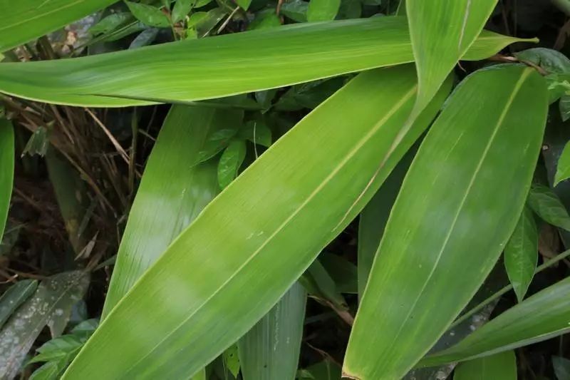 粽叶是什么植物 粽叶是什么植物长出来的