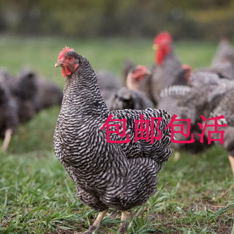 芦花鸡价格 芦花鸡价格多少钱一只