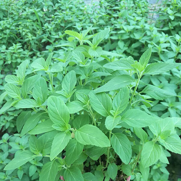 百里香是什么 百里香是什么味道