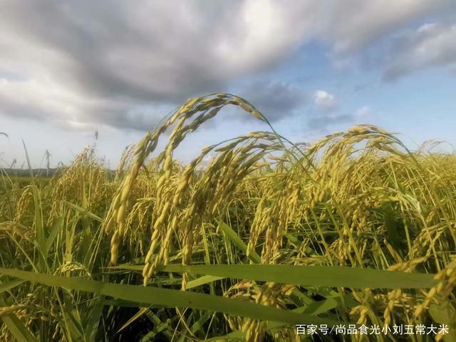 大米产地 大米产地排行榜前十名