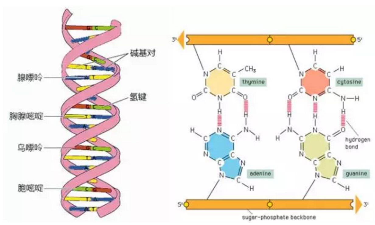 dna存储 dna存储技术