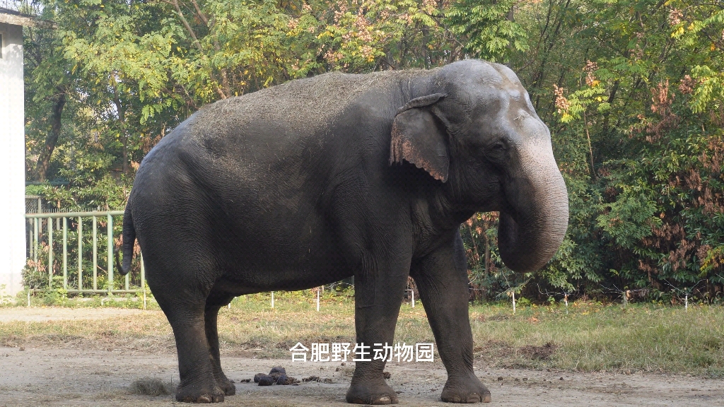 合肥野生动物园 合肥野生动物园门票多少