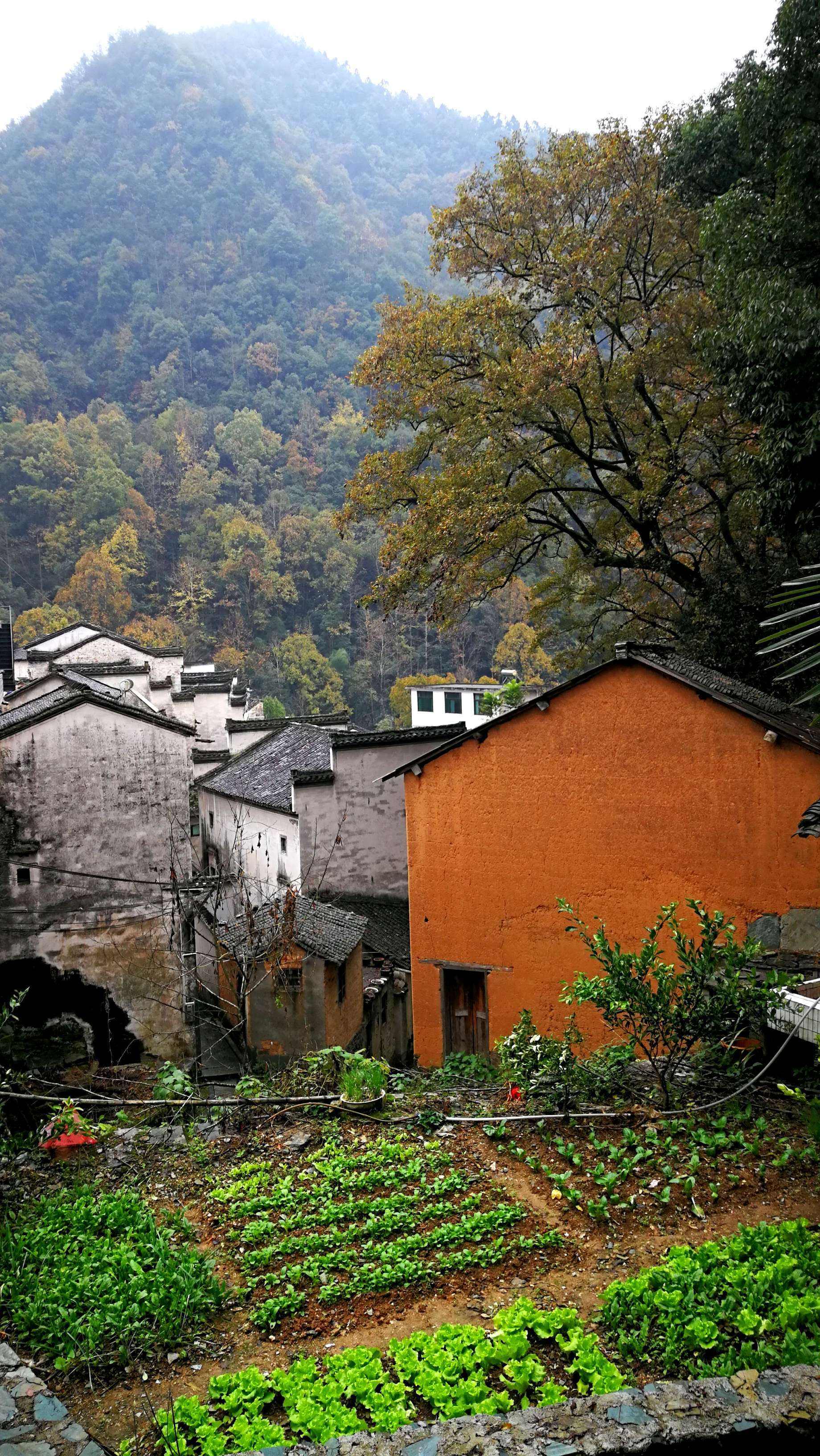 安徽歙县什么岭村 安徽歙县石潭北岭山