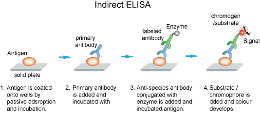 elisa elisa实验原理及步骤