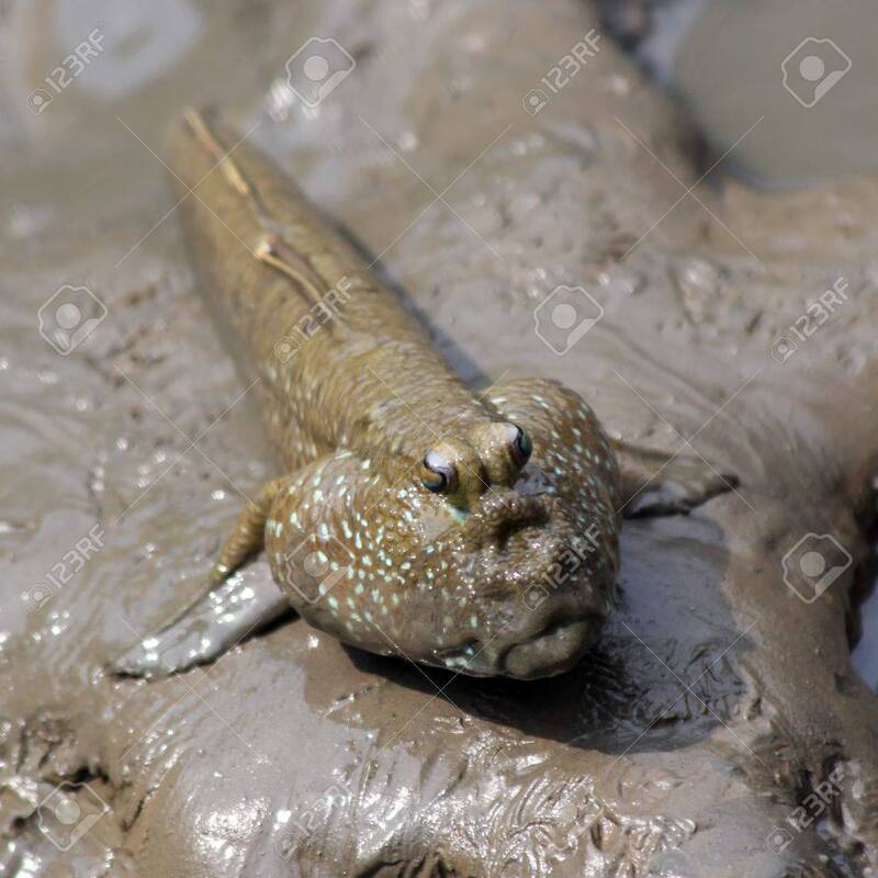 夤夜苞苴是什么意思 