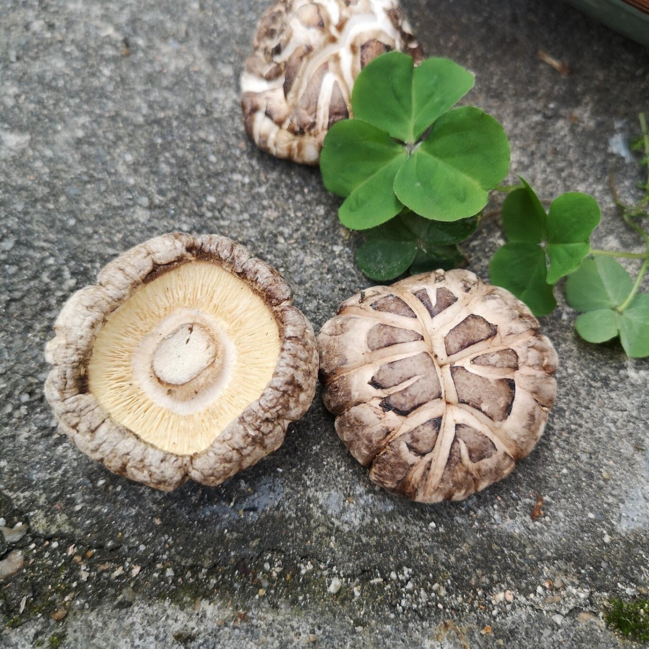 花菇和香菇的区别 