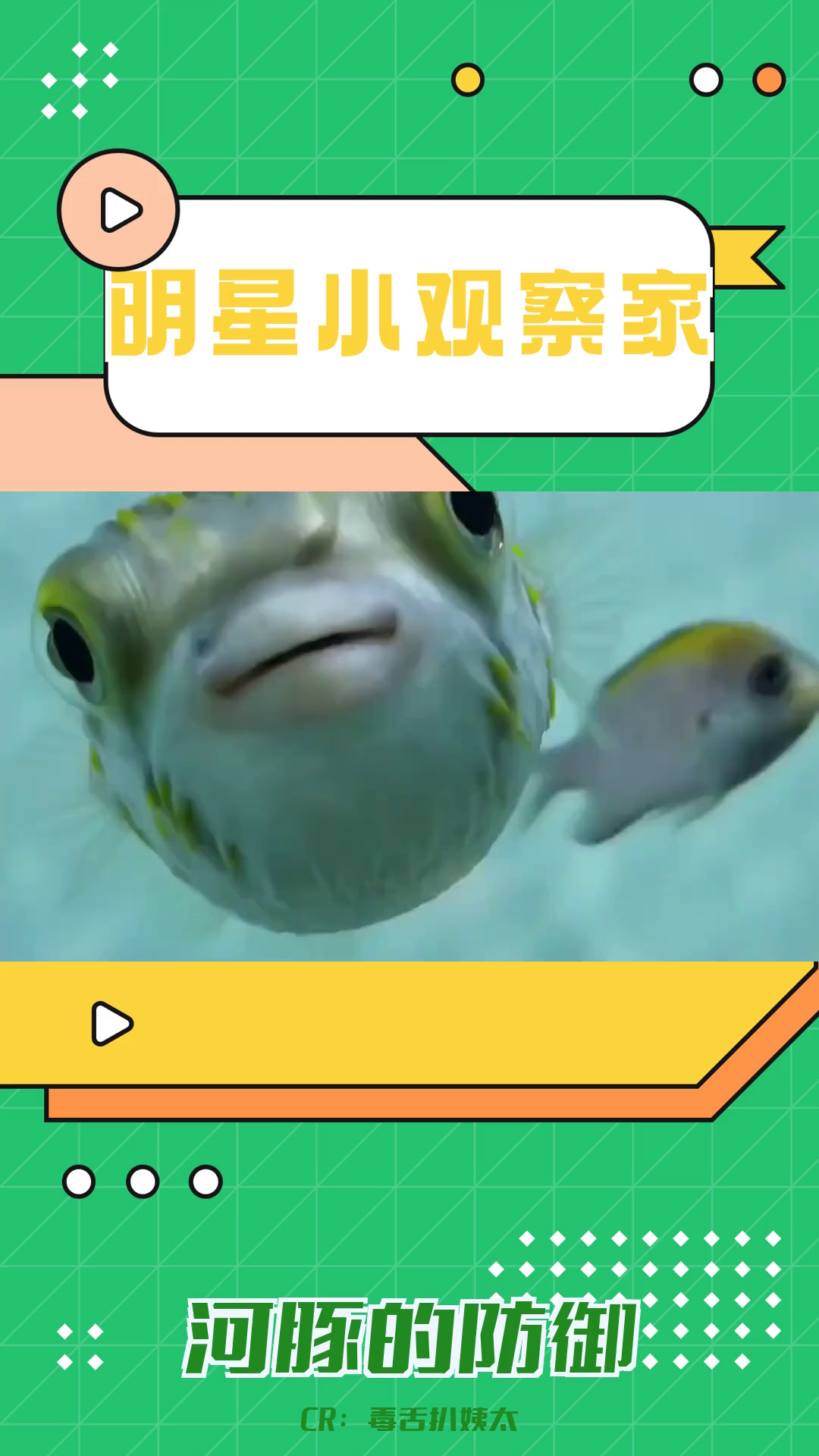 河豚哪里有毒 