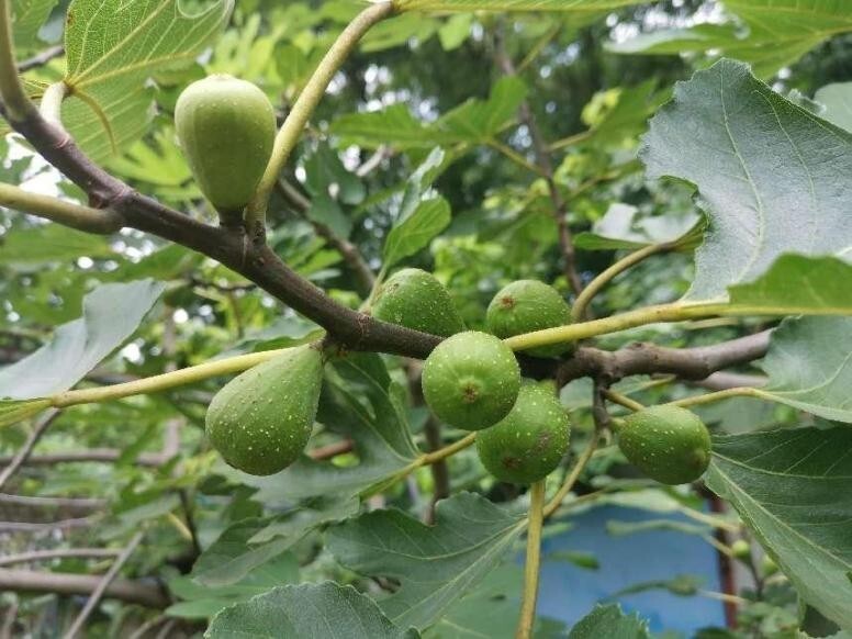 无花果的产地 女人吃无花果的好处