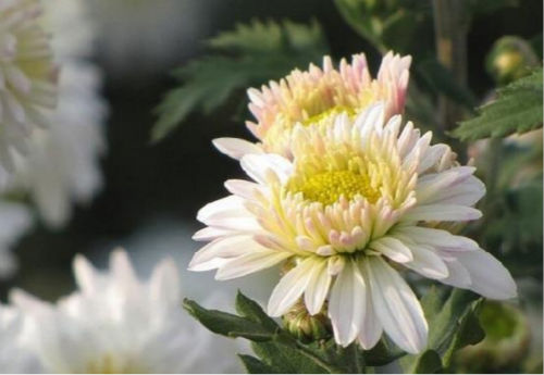 安徽菊花图片